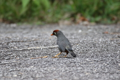 Pterorhinus mitratus