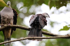 Ducula badia