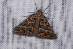 Dichromodes poecilotis