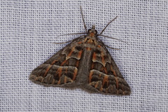 Dichromodes poecilotis
