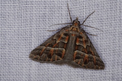 Dichromodes poecilotis