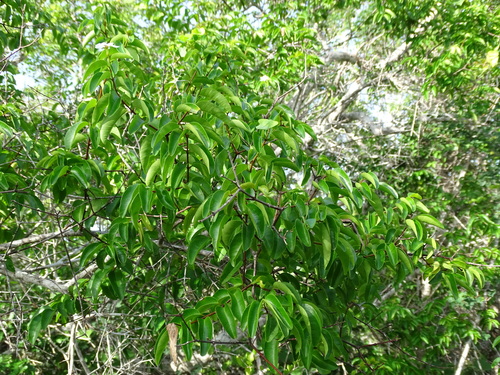 Image of Cameraria latifolia by (c) Alexis López Hernández, some rights reserved (CC BY)
