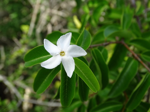 Image of Cameraria latifolia by (c) Alexis López Hernández, some rights reserved (CC BY)