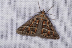 Dichromodes poecilotis