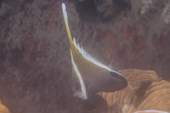 Heniochus varius