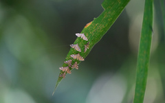 Strepsinoma croesusalis
