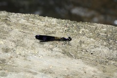 Aristocypha fenestrella