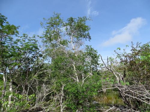 Cameraria latifolia, photograph 4