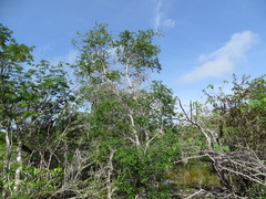 Cameraria latifolia, photograph (c) Alexis López Hernández, some rights reserved (CC BY)