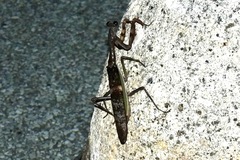 Ephierodula heteroptera