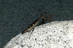 Ephierodula heteroptera