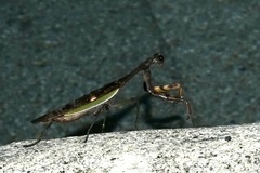 Ephierodula heteroptera