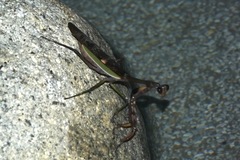 Ephierodula heteroptera