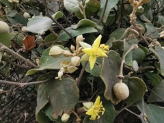 Capparicordis crotonoides