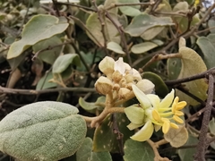 Capparicordis crotonoides