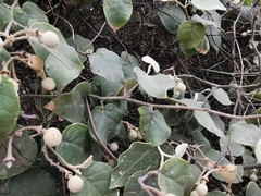 Capparicordis crotonoides
