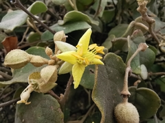 Capparicordis crotonoides