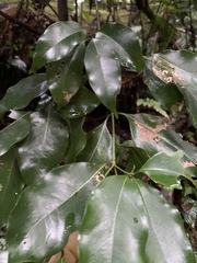 Beilschmiedia erythrophloia