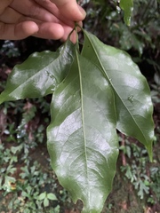 Beilschmiedia erythrophloia