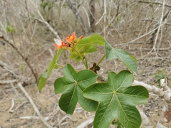 Jatropha nudicaulis