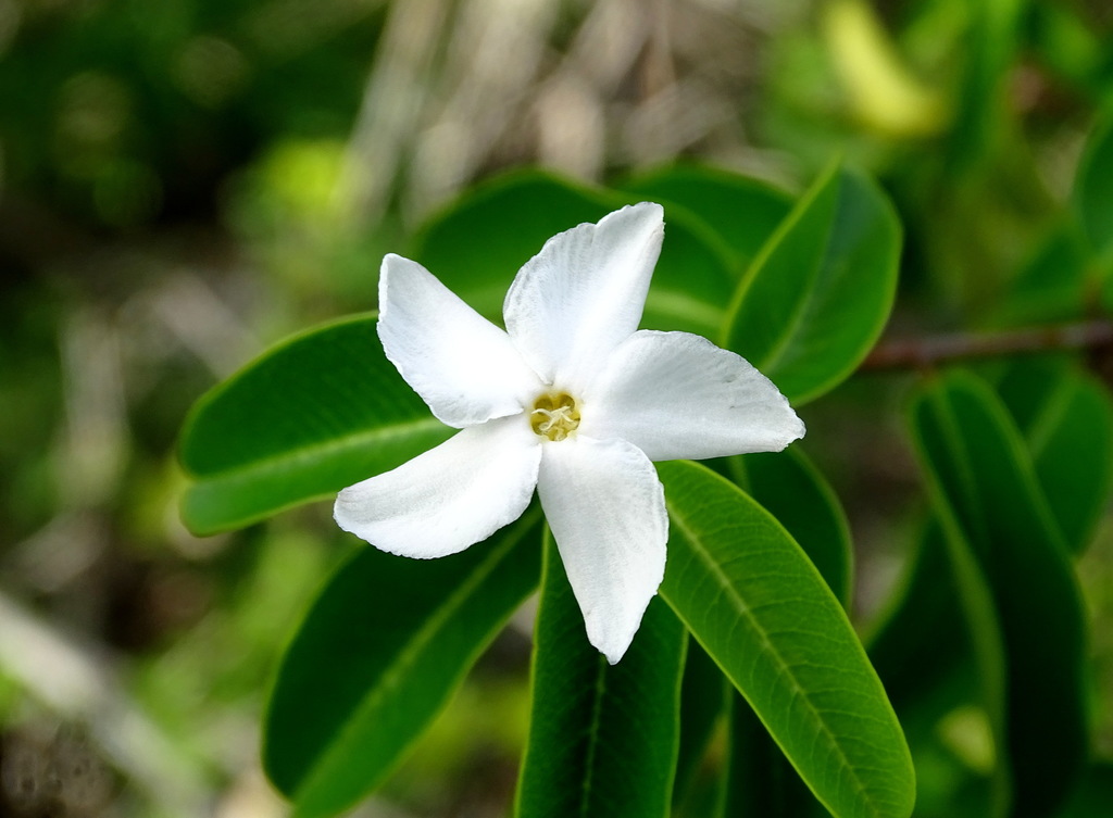 bastard manchineel