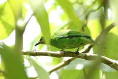 Chloropsis sonnerati