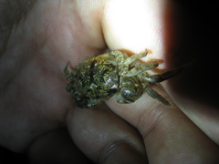 Pseudohelice subquadrata