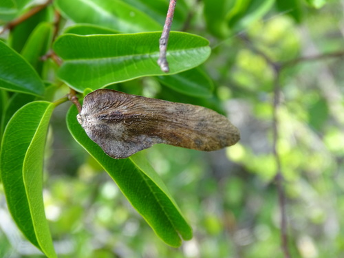 Image of Cameraria latifolia by (c) Alexis López Hernández, some rights reserved (CC BY)