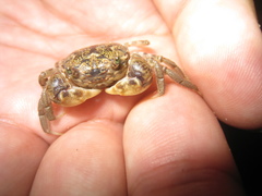 Pseudohelice subquadrata