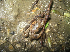 Pseudohelice subquadrata