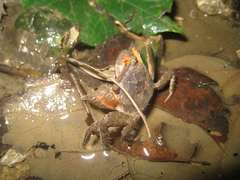 Orisarma intermedium