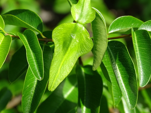 Image of Cameraria latifolia by (c) Alexis López Hernández, some rights reserved (CC BY)