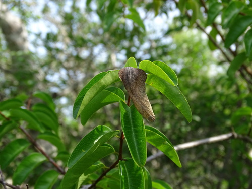 Image of Cameraria latifolia by (c) Alexis López Hernández, some rights reserved (CC BY)