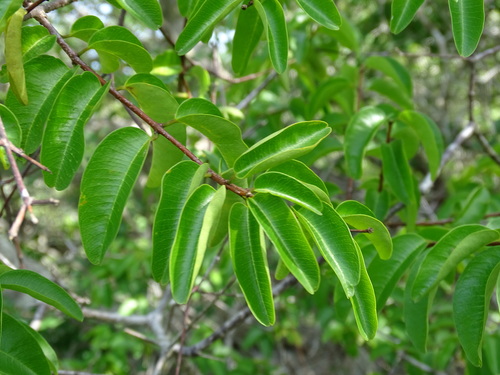 Image of Cameraria latifolia by (c) Alexis López Hernández, some rights reserved (CC BY)