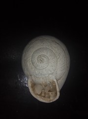 Anostoma