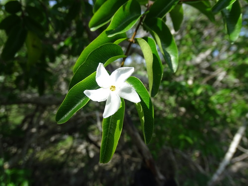 Image of Cameraria latifolia by (c) Alexis López Hernández, some rights reserved (CC BY)