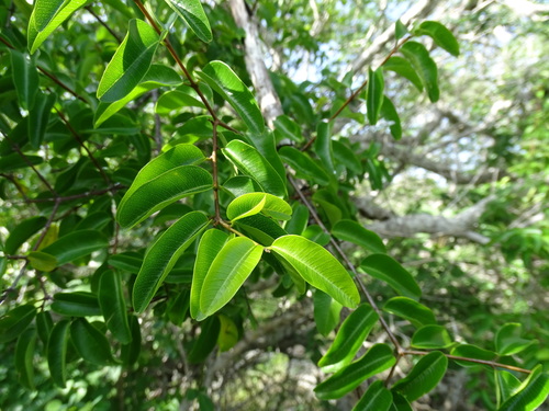 Image of Cameraria latifolia by (c) Alexis López Hernández, some rights reserved (CC BY)