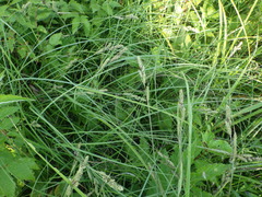 Carex hartmanii