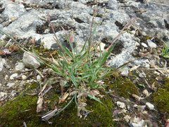 Poa badensis