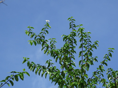 Image of Cameraria latifolia by (c) Alexis López Hernández, some rights reserved (CC BY)