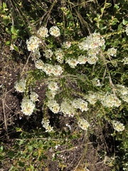 Stackhousia aspericocca