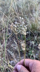 Allium podolicum