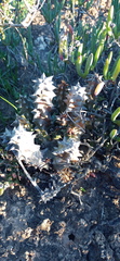 Quaqua mammillaris