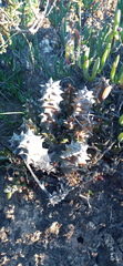 Quaqua mammillaris