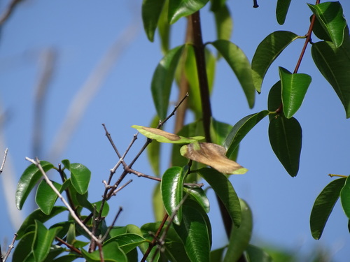 Cameraria latifolia, photograph 6