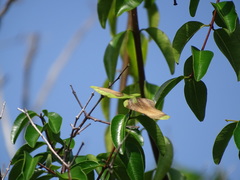 Cameraria latifolia, photograph (c) Alexis López Hernández, some rights reserved (CC BY)