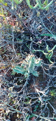 Quaqua mammillaris
