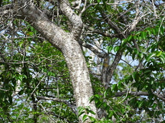 Cameraria latifolia, photograph (c) Alexis López Hernández, some rights reserved (CC BY)