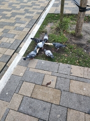 Columba livia domestica