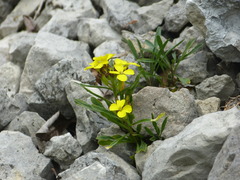 Erysimum humile